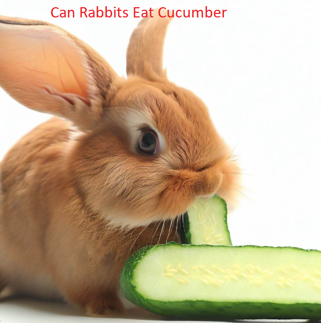 Can Rabbits Eat Cucumber