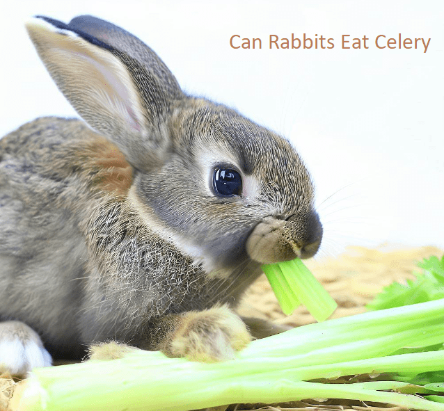 Can Rabbits Eat Celery