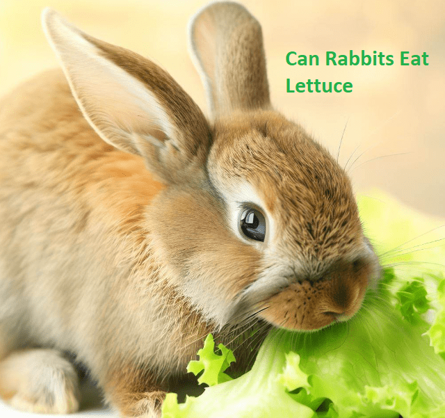 Can Rabbits Eat Lettuce