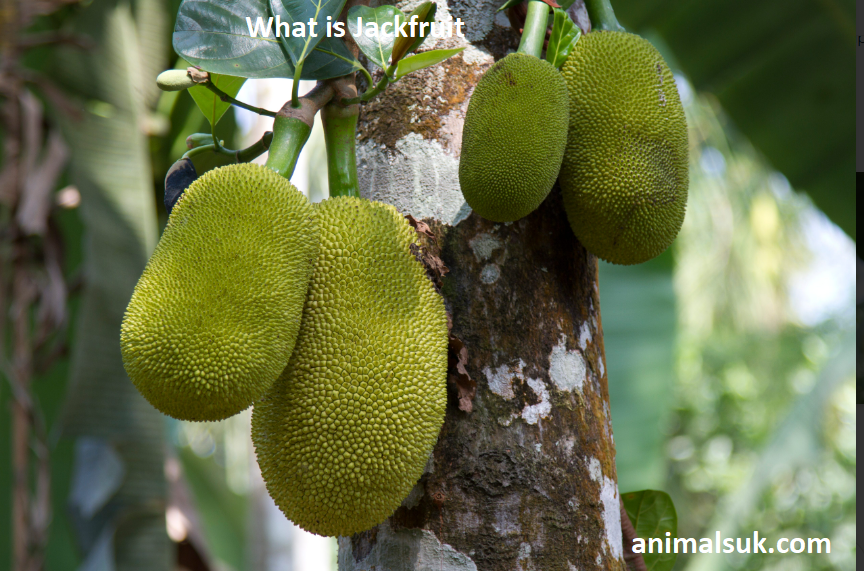 What is Jackfruit