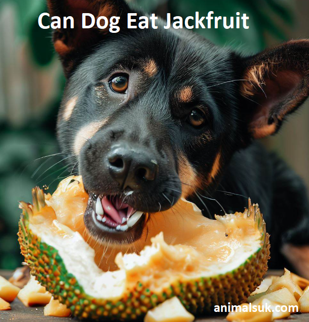 Can Dog Eat Jackfruit