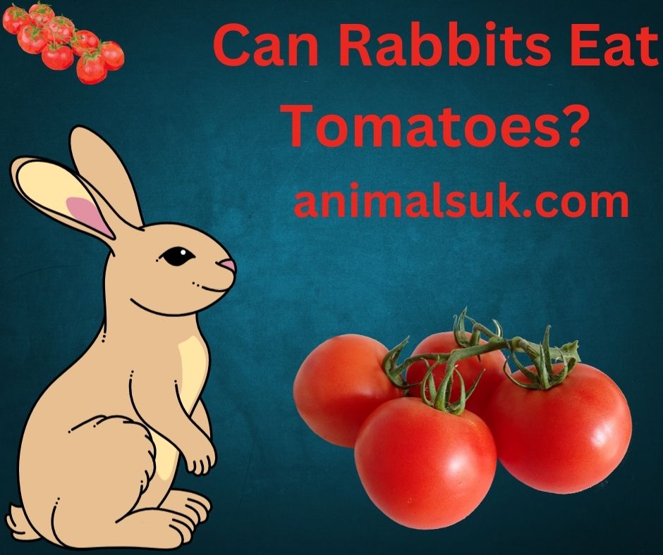 Can Rabbits Eat Tomatoes