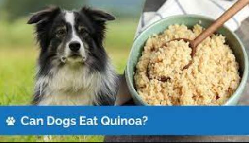 Can Dogs Eat Quinoa