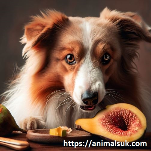 Can Dogs Eat Figs