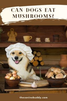 Can Dogs Eat Mushroom