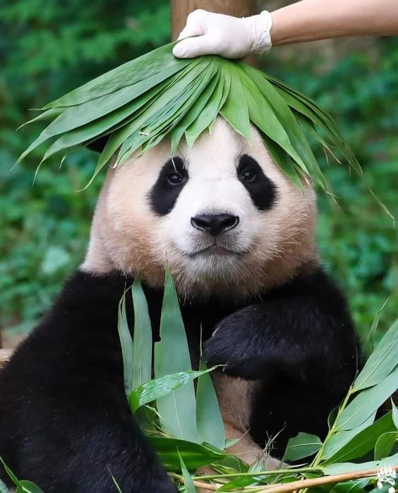 The Giant Panda: A Beloved Icon of Conservation