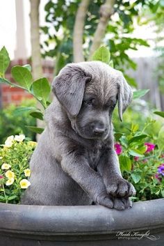 Charcoal Labrador