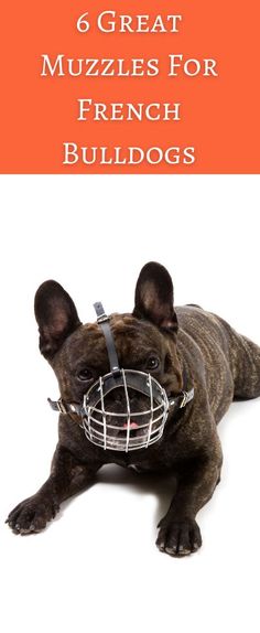 Muzzle for a French Bulldog