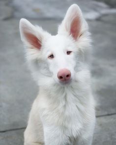 albino doberman