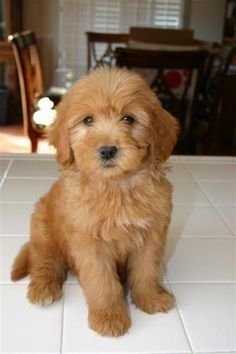 aussie goldendoodle