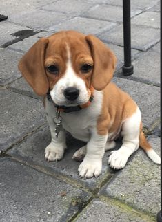 baby beagle