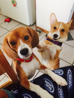 beagle mix with corgi