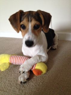 beagle mix with jack russell