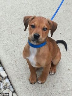 beagle pitbull mix puppy