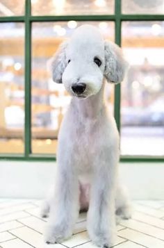 bedlington terrier breeders