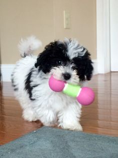 black and white cavapoo