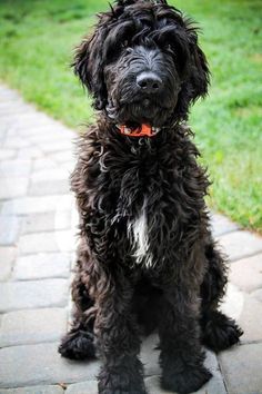 black goldendoodle puppy