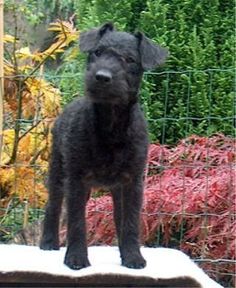 blue bedlington terrier puppies