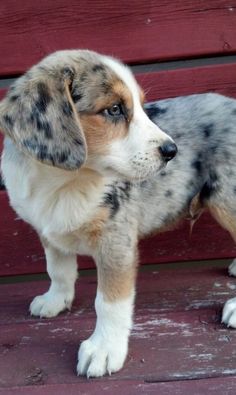 blue heeler beagle mix