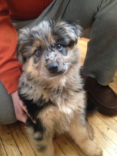 blue heeler mix with beagle