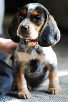 bluetick beagles