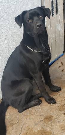 cane corso doberman mix