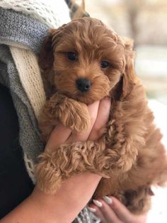 cavapoo near me