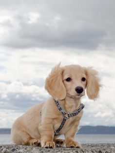 cream long haired dachshund