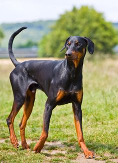 doberman ears uncropped