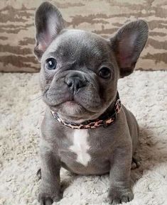 french bulldog food