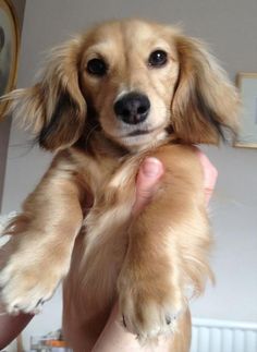 golden long haired dachshund