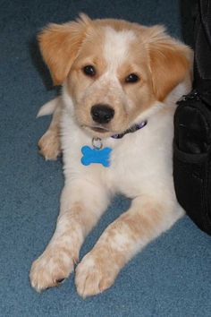 golden retriever beagle mix