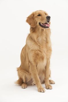 golden retriever color