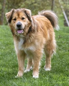 golden retriever mixed with australian shepherd