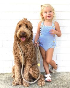 goldendoodle adults