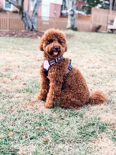 goldendoodle hypoallergenic