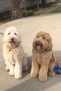 goldendoodle names