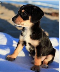 husky beagle mix