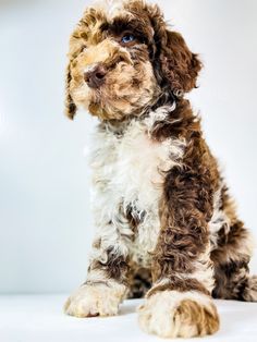 merle goldendoodle