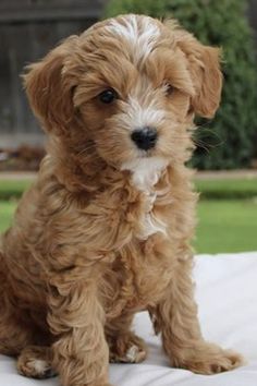 micro mini goldendoodle