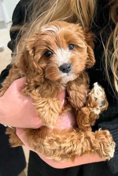 miniature cavapoo