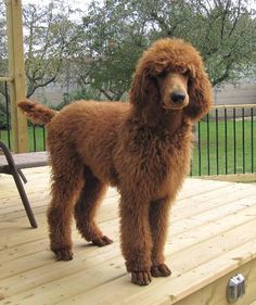 Red Standard Poodle: The Graceful Giant with a Heart of Gold 2024