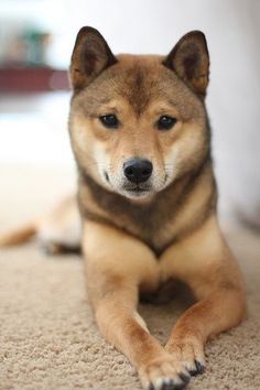 shiba inu pomeranian mix