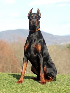 warlock doberman