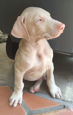 white doberman pinscher