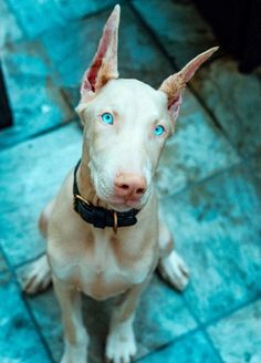 white doberman puppies