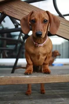 why dachshunds are the worst breed