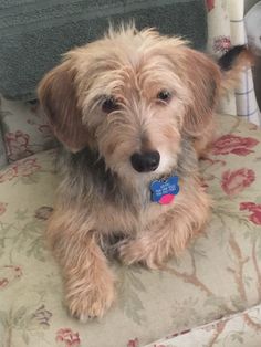 wire haired dachshund puppies